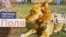 Dogs_Thumbs_03_Polly_PF